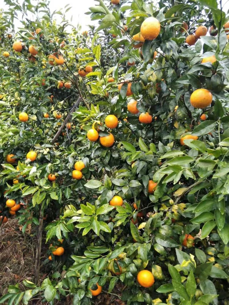 广西蒙山沃柑大量优质果价格便宜看中请联系