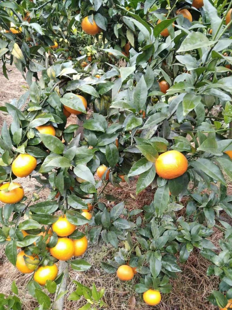 广西蒙山沃柑大量优质果价格便宜看中请联系