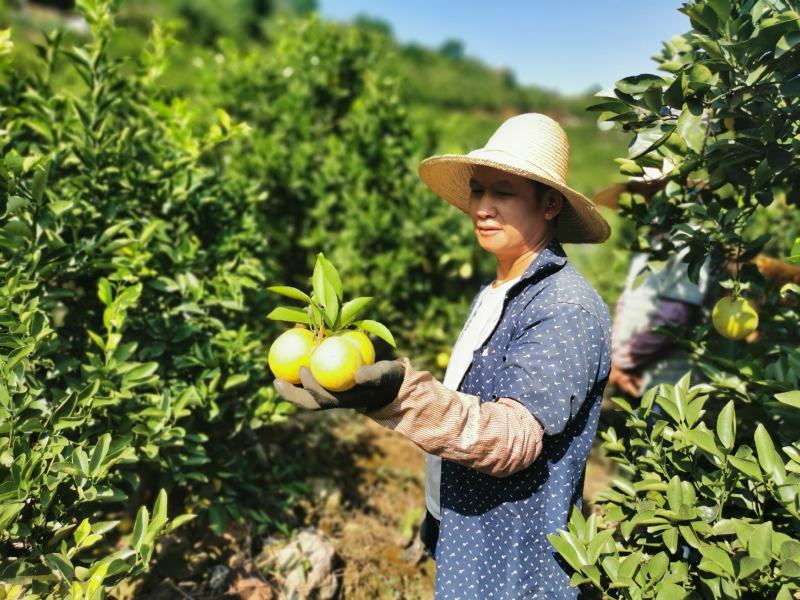褚橙工厂直发口感爆甜细嫩化渣大品牌名气大
