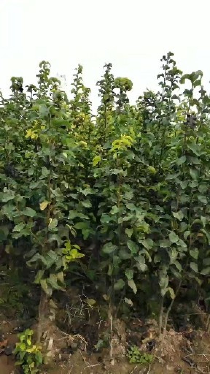 河南周口成品梨树苗百亩基地大量供应诚信经营量大从优