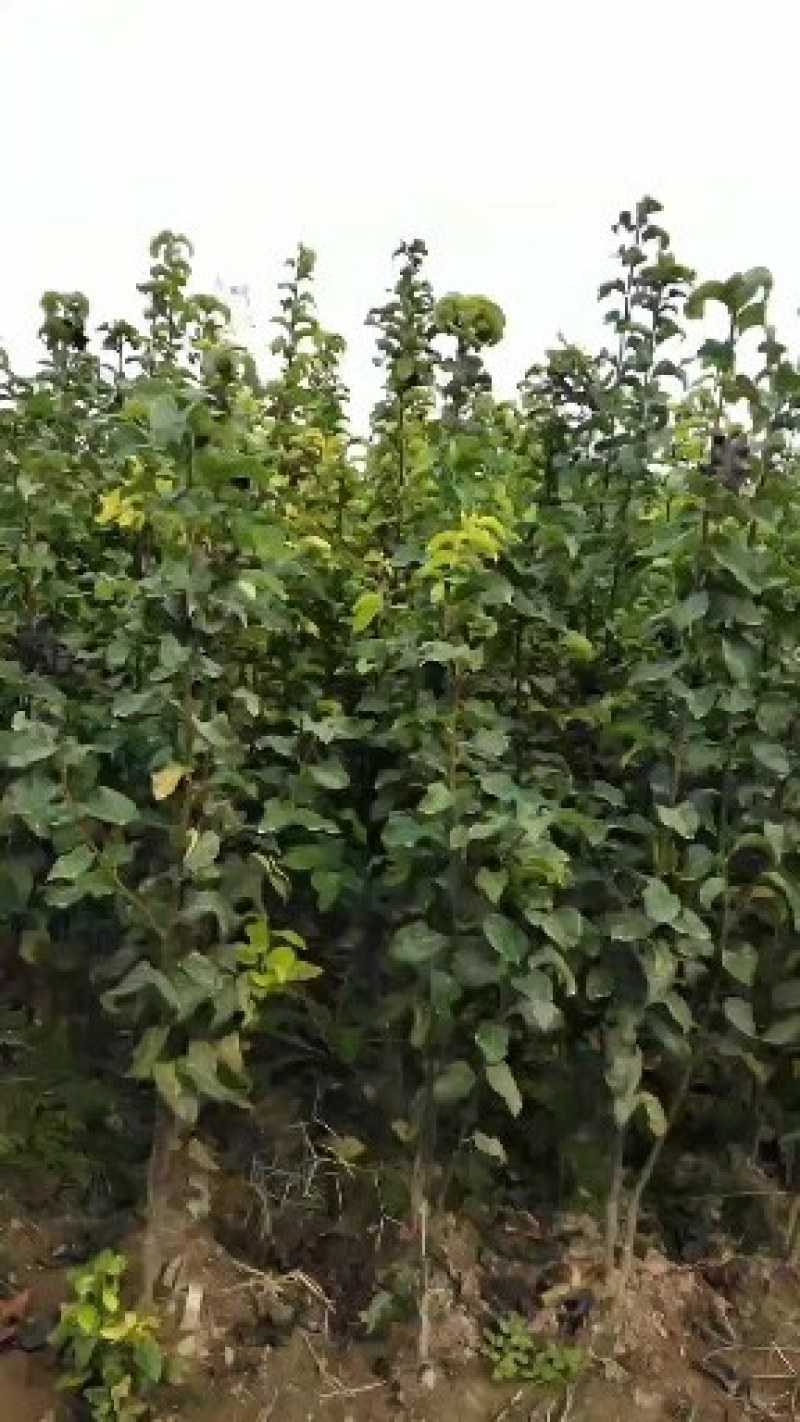 河南周口成品梨树苗百亩基地大量供应诚信经营量大从优