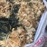 干盐菜，干白菜，霉干菜，干菜，湖南本地盐菜