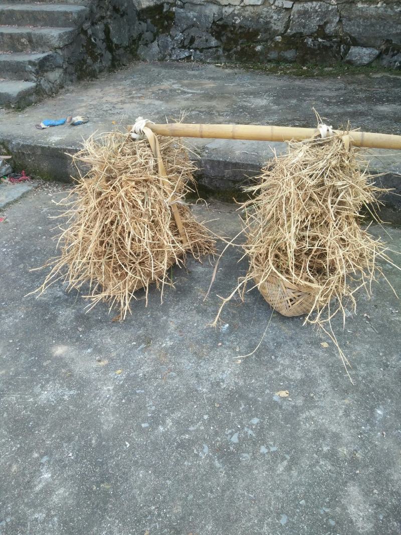 湖南衡阳白茅根一手货源量大从优品质保证