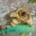 专心种植纯种紫花三叉白芨种苗，全野生栽种，不做温室大棚苗