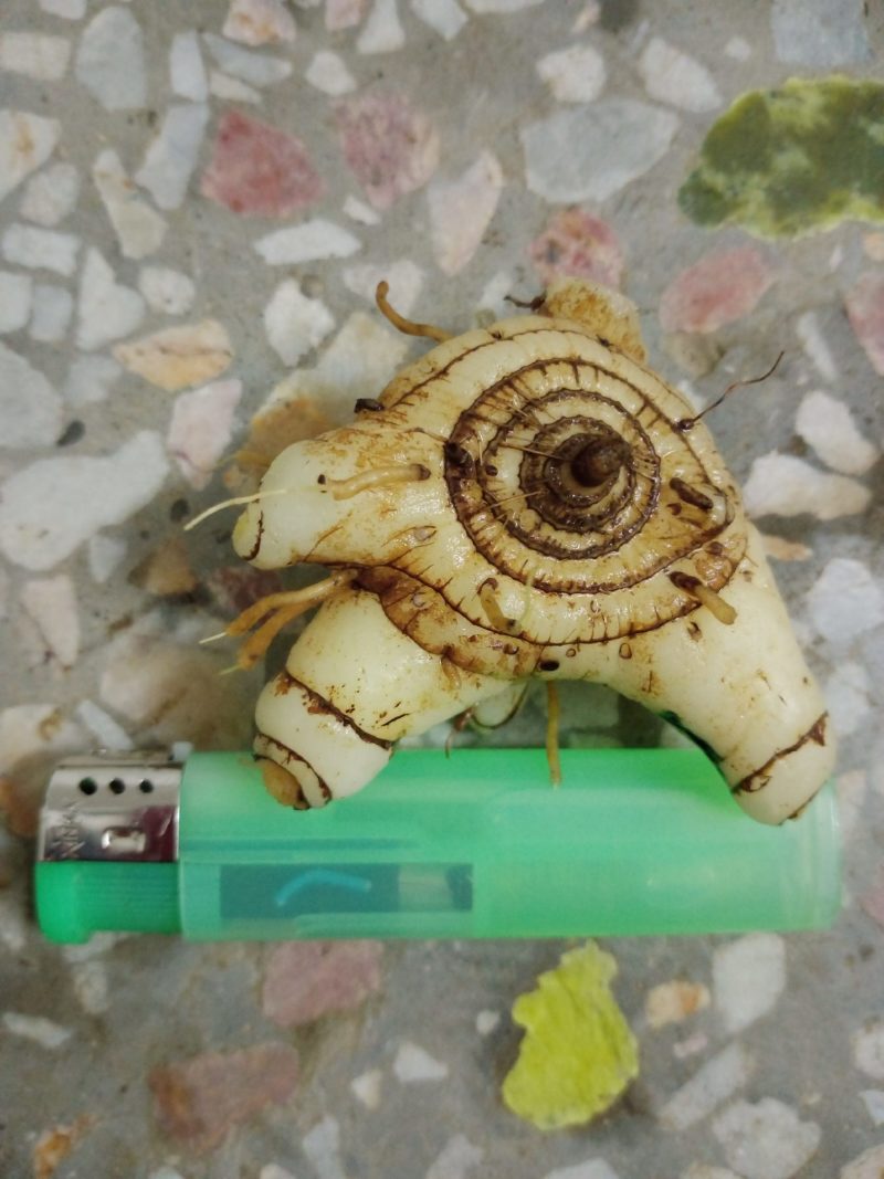 专心种植纯种紫花三叉白芨种苗，全野生栽种，不做温室大棚苗