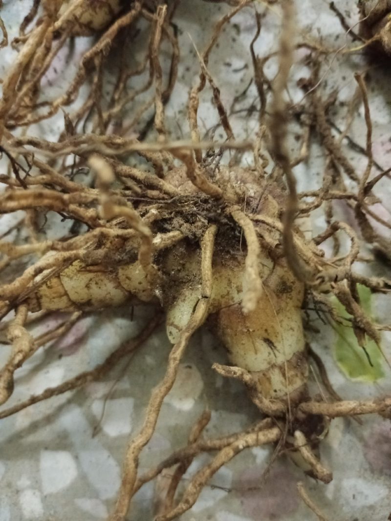 专心种植纯种紫花三叉白芨种苗，全野生栽种，不做温室大棚苗