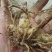 专心种植纯种紫花三叉白芨种苗，全野生栽种，不做温室大棚苗