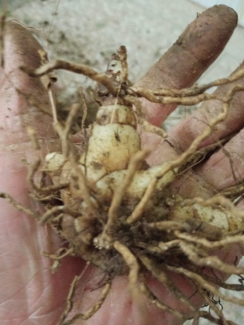 专心种植纯种紫花三叉白芨种苗，全野生栽种，不做温室大棚苗