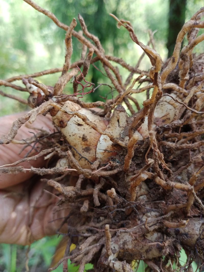 专心种植纯种紫花三叉白芨种苗，全野生栽种，不做温室大棚苗