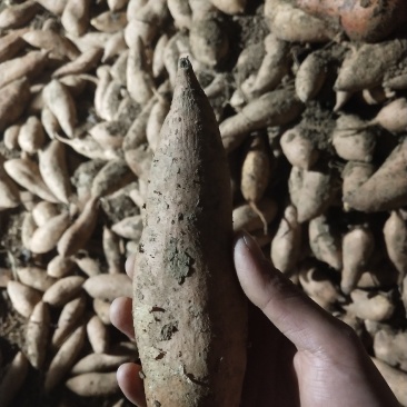 红薯各种地瓜，电商，商场超市供货批发