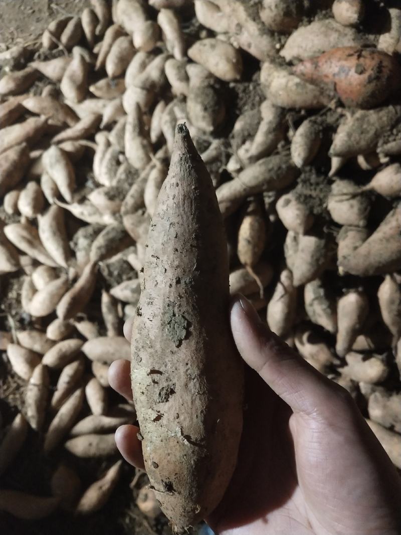 红薯各种地瓜，电商，商场超市供货批发