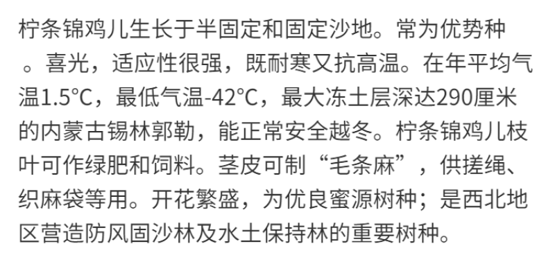 柠条种子护坡灌木种子锦鸡儿种子白柠条种籽固沙保土树种防土