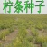柠条种子护坡灌木种子锦鸡儿种子白柠条种籽固沙保土树种防土