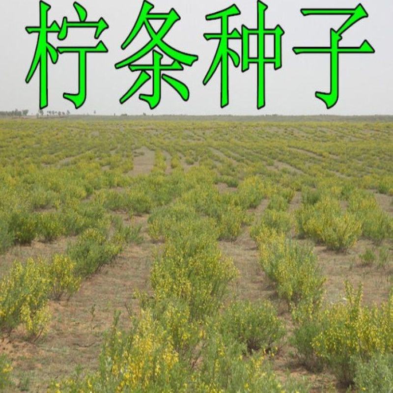 柠条种子护坡灌木种子锦鸡儿种子白柠条种籽固沙保土树种防土
