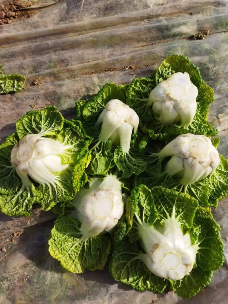 精品黄心菜！产地直供！自家种植！！电联视频！欢迎订购