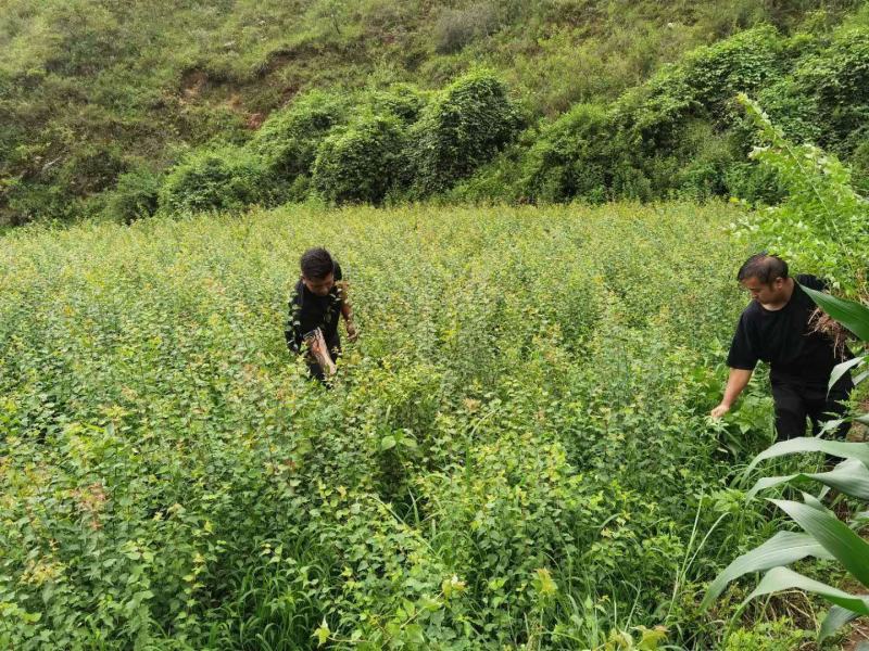 大量出售优质青梅苗一块钱一颗量大从优！欢迎订购咨询