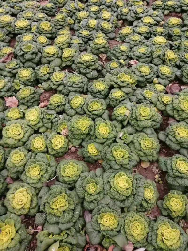 精品黄心菜！产地直供！自家种植！！电联视频！欢迎订购