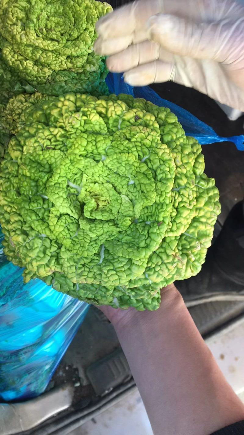 精品黄心菜！产地直供！自家种植！！电联视频！欢迎订购