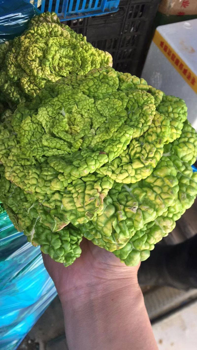 精品黄心菜！产地直供！自家种植！！电联视频！欢迎订购