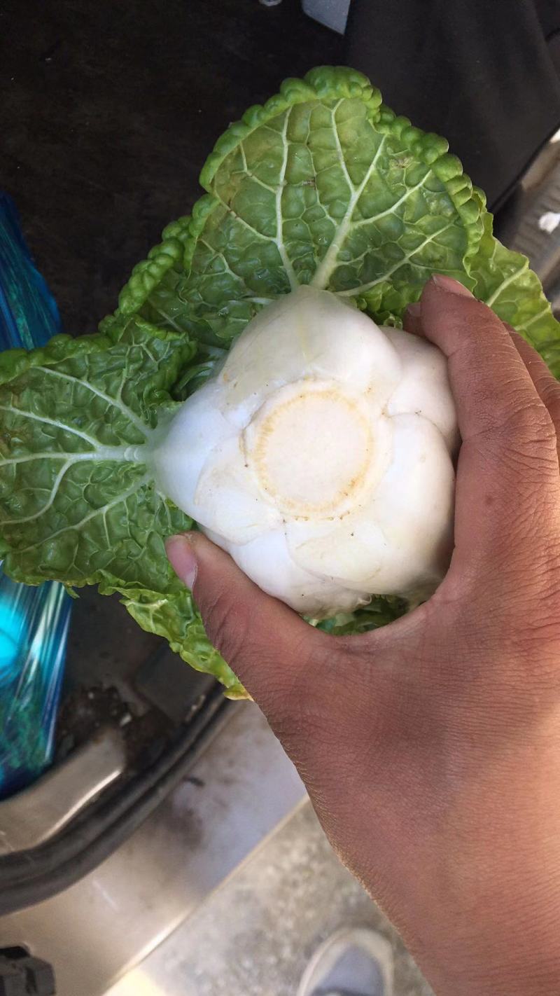 精品黄心菜！产地直供！自家种植！！电联视频！欢迎订购