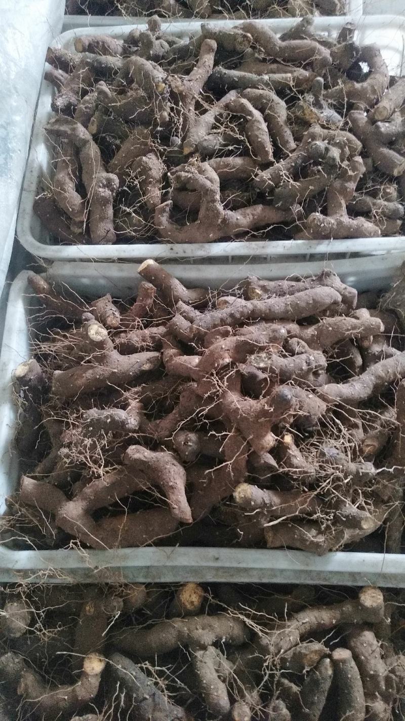 四川龙泉山脉野生黄姜