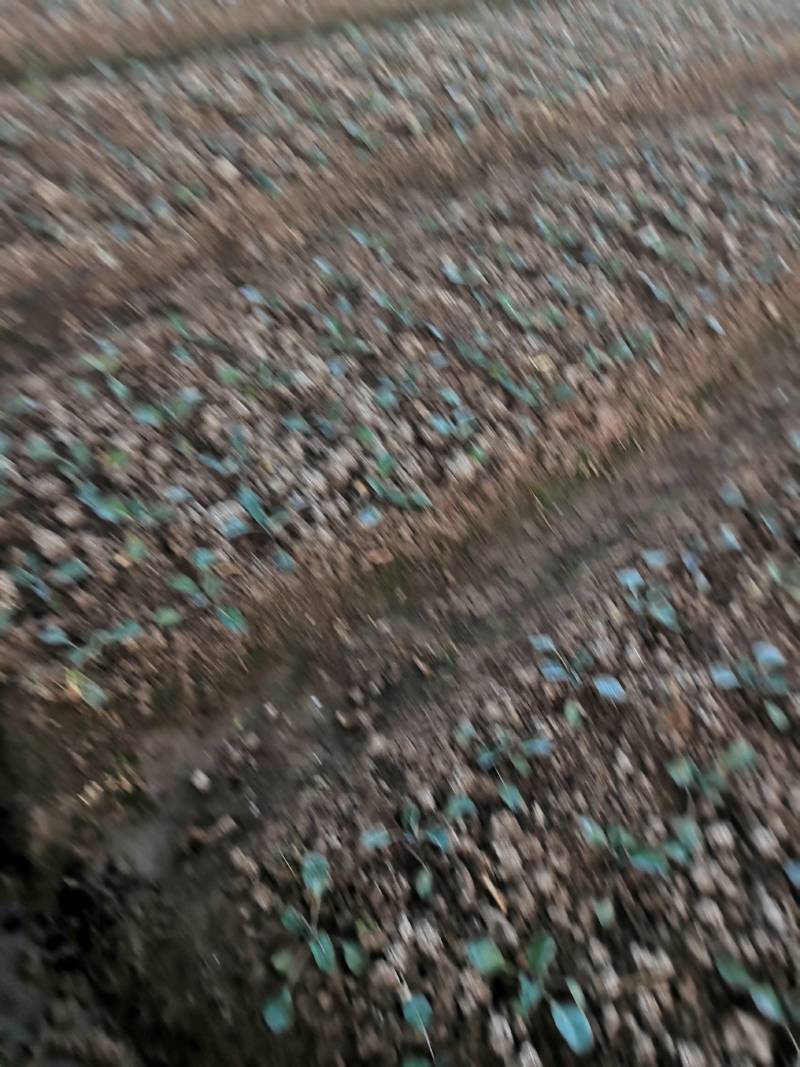 甘蓝苗：（包菜苗）茶氏育苗基地常年供应甘蓝苗，欢迎全国各