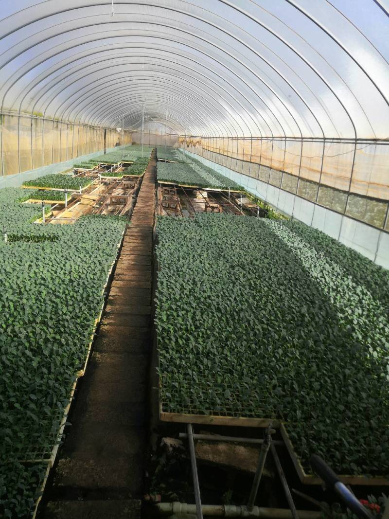 甘蓝苗：（包菜苗）茶氏育苗基地常年供应甘蓝苗，欢迎全国各