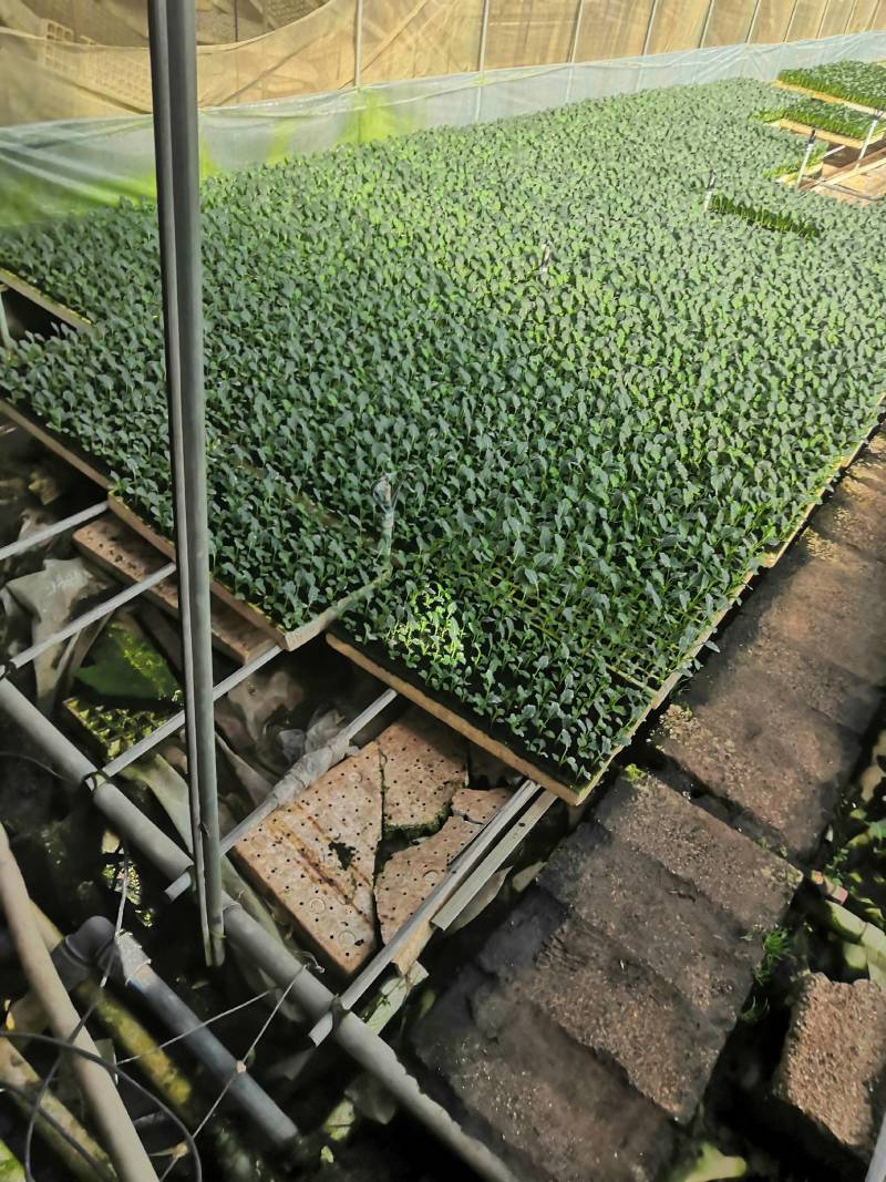 甘蓝苗：（包菜苗）茶氏育苗基地常年供应甘蓝苗，欢迎全国各