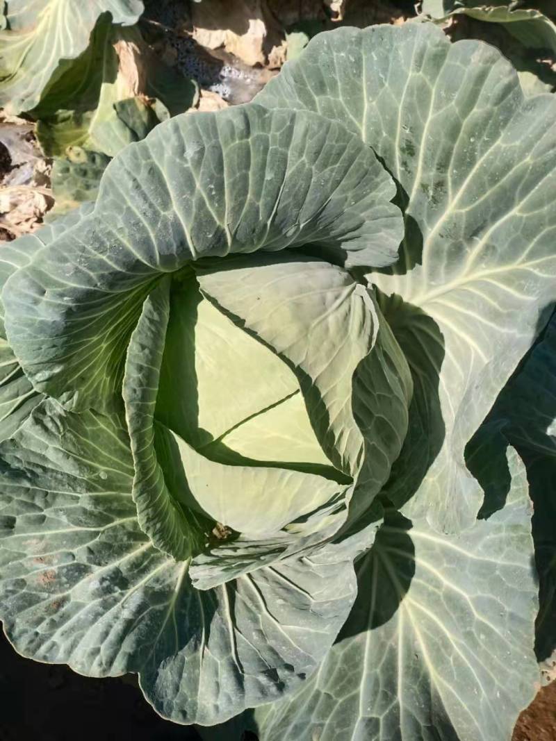 甘蓝苗：（包菜苗）茶氏育苗基地常年供应甘蓝苗，欢迎全国各