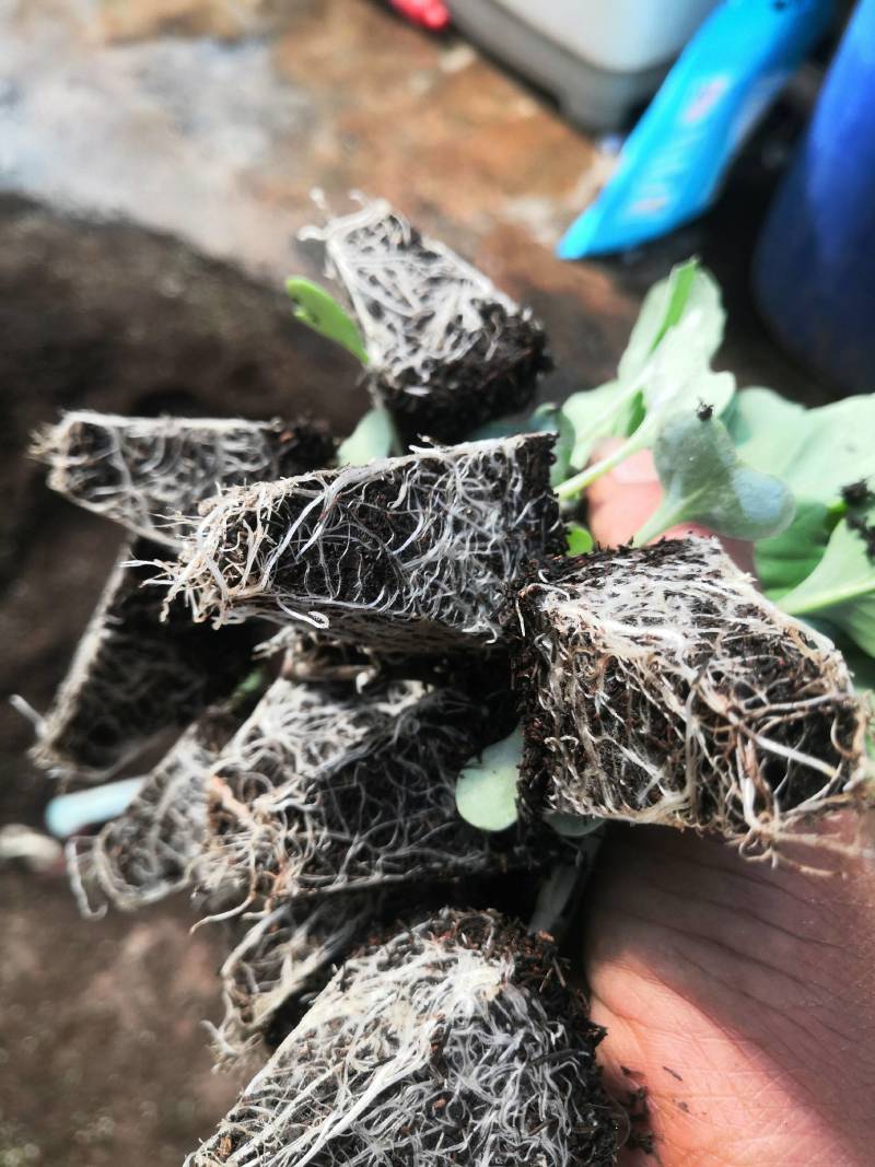甘蓝苗：（包菜苗）茶氏育苗基地常年供应甘蓝苗，欢迎全国各