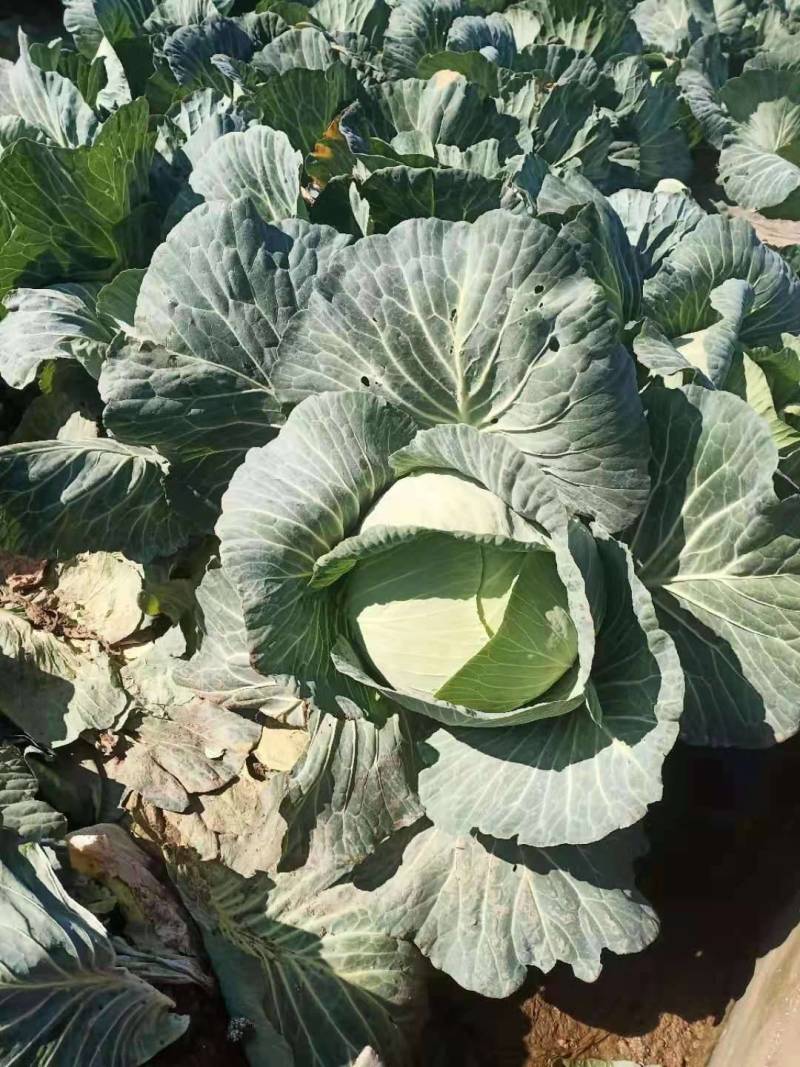 甘蓝苗：（包菜苗）茶氏育苗基地常年供应甘蓝苗，欢迎全国各