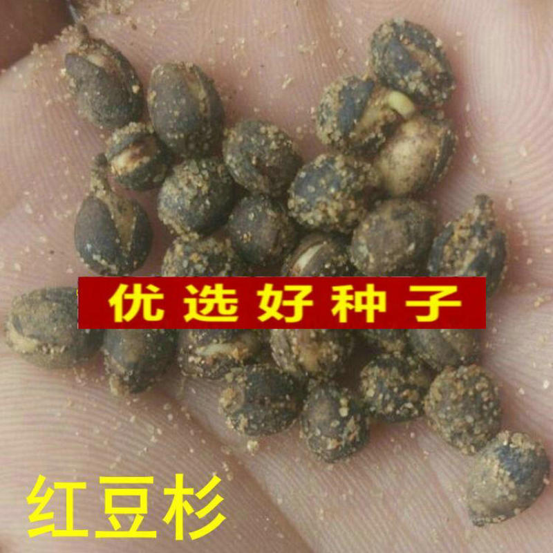 沙藏2年开口红豆杉种子南方东北红豆杉树盆栽曼地亚红豆杉