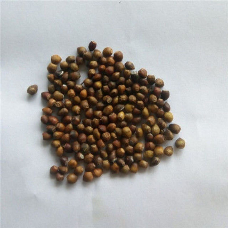 沙藏2年开口红豆杉种子南方东北红豆杉树盆栽曼地亚红豆杉
