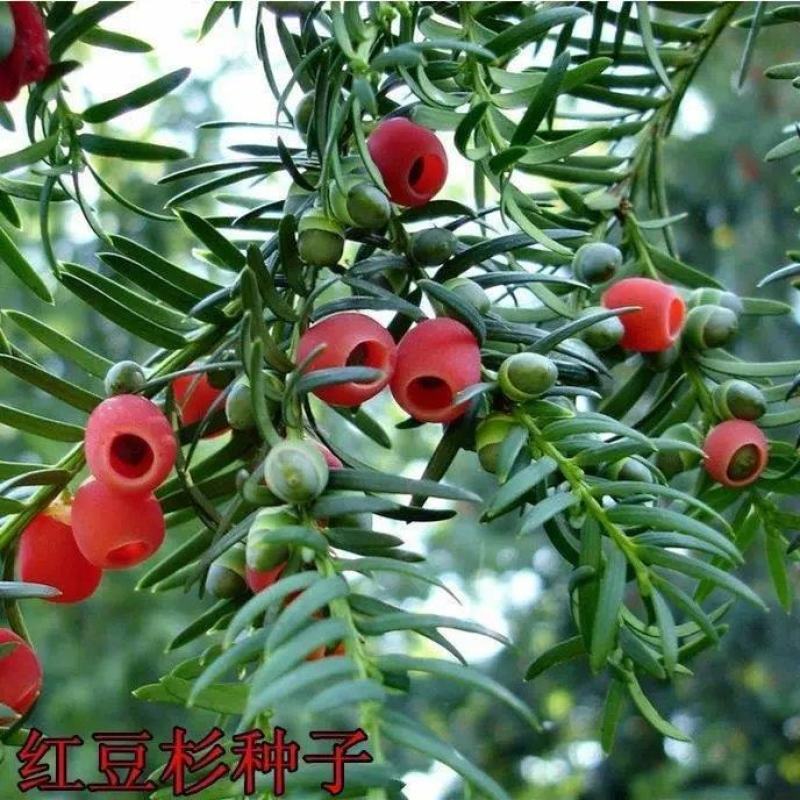 沙藏2年开口红豆杉种子南方东北红豆杉树盆栽曼地亚红豆杉