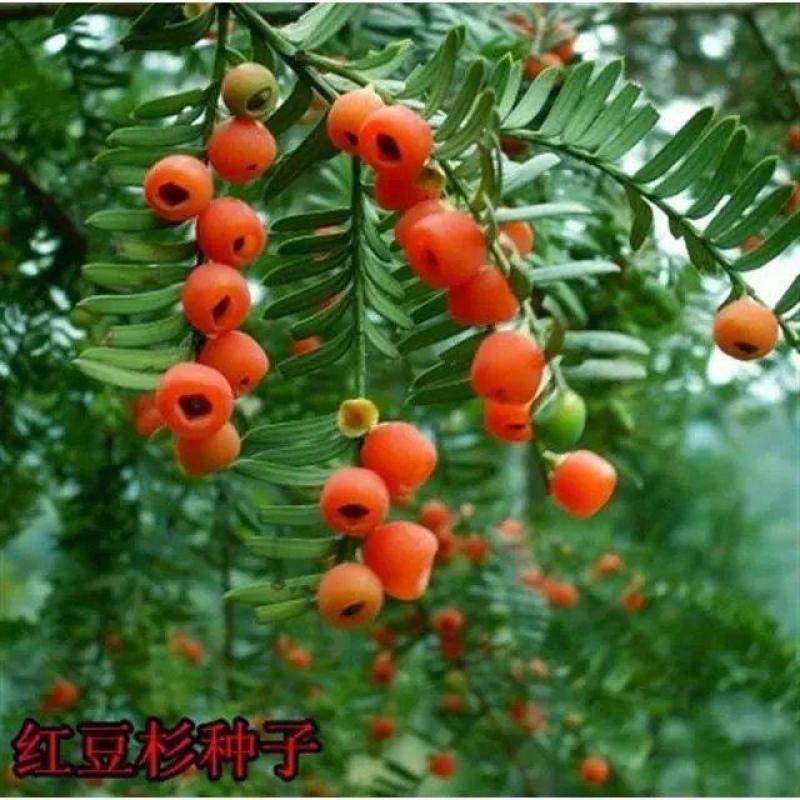 沙藏2年开口红豆杉种子南方东北红豆杉树盆栽曼地亚红豆杉