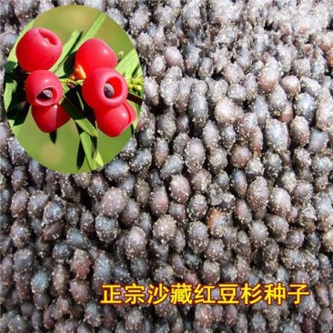 沙藏2年开口红豆杉种子南方东北红豆杉树盆栽曼地亚红豆杉