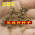 沙藏2年开口红豆杉种子南方东北红豆杉树盆栽曼地亚红豆杉