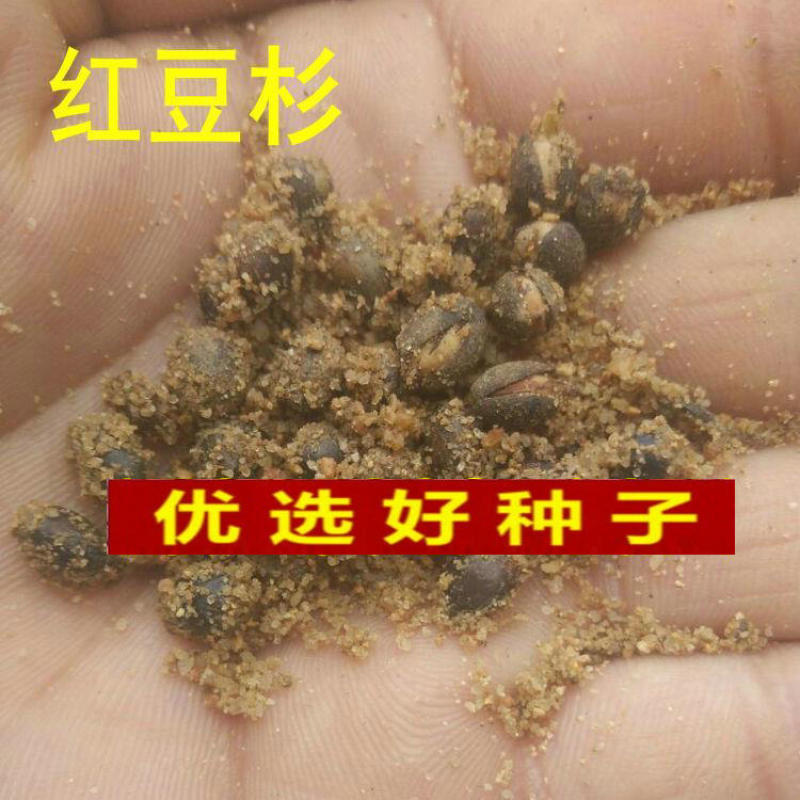 沙藏2年开口红豆杉种子南方东北红豆杉树盆栽曼地亚红豆杉