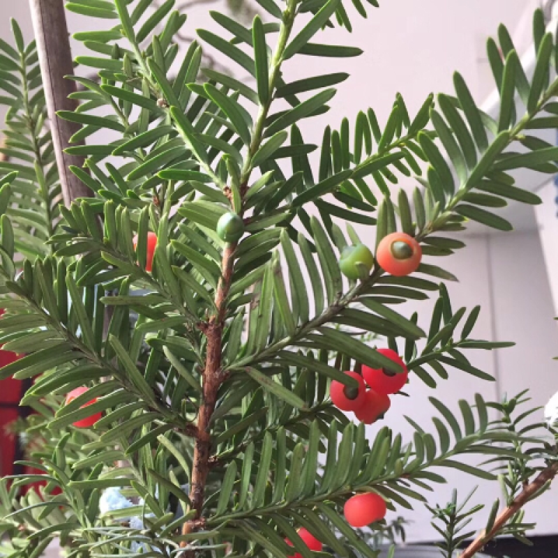 沙藏2年开口红豆杉种子南方东北红豆杉树盆栽曼地亚红豆杉