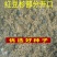 沙藏2年开口红豆杉种子南方东北红豆杉树盆栽曼地亚红豆杉