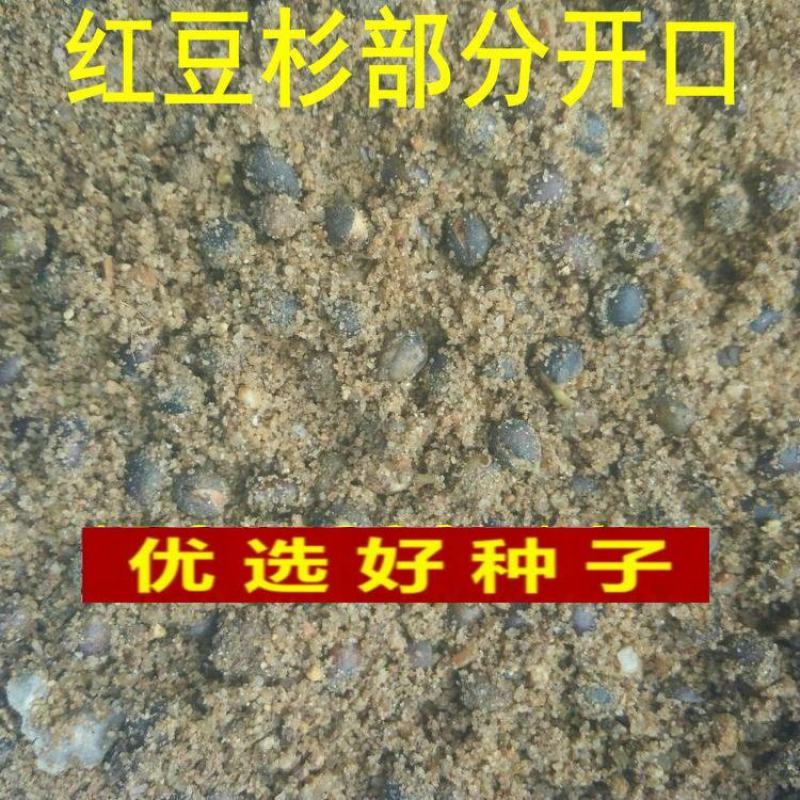 沙藏2年开口红豆杉种子南方东北红豆杉树盆栽曼地亚红豆杉
