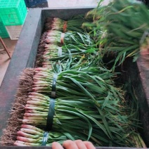 【蒜苗】甘肃精品蒜苗产地一手货源质量保证欢迎采购