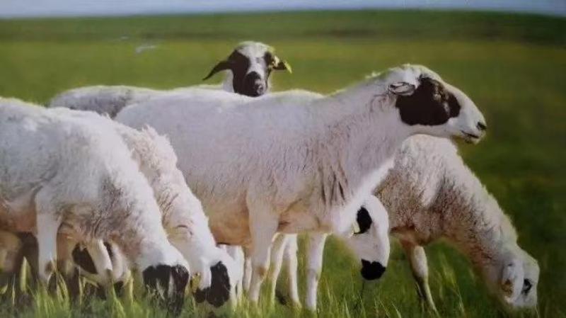 内蒙古，【羔羊排】肉嫩无膻味，牧场直供，货源稳定