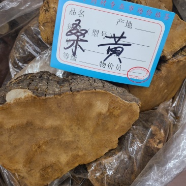 桑黄野生桑黄靓货