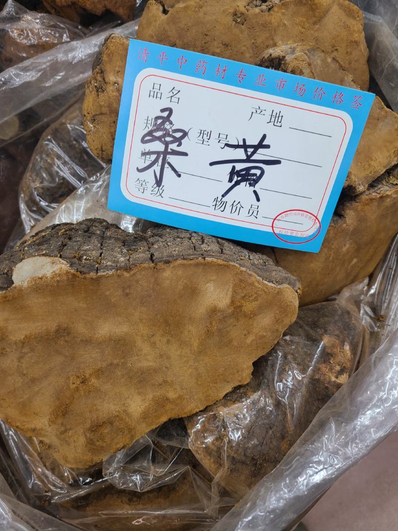 桑黄野生桑黄靓货