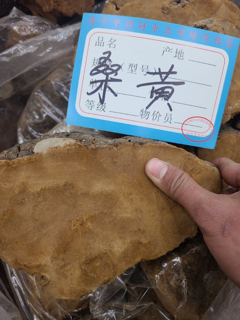 桑黄野生桑黄靓货