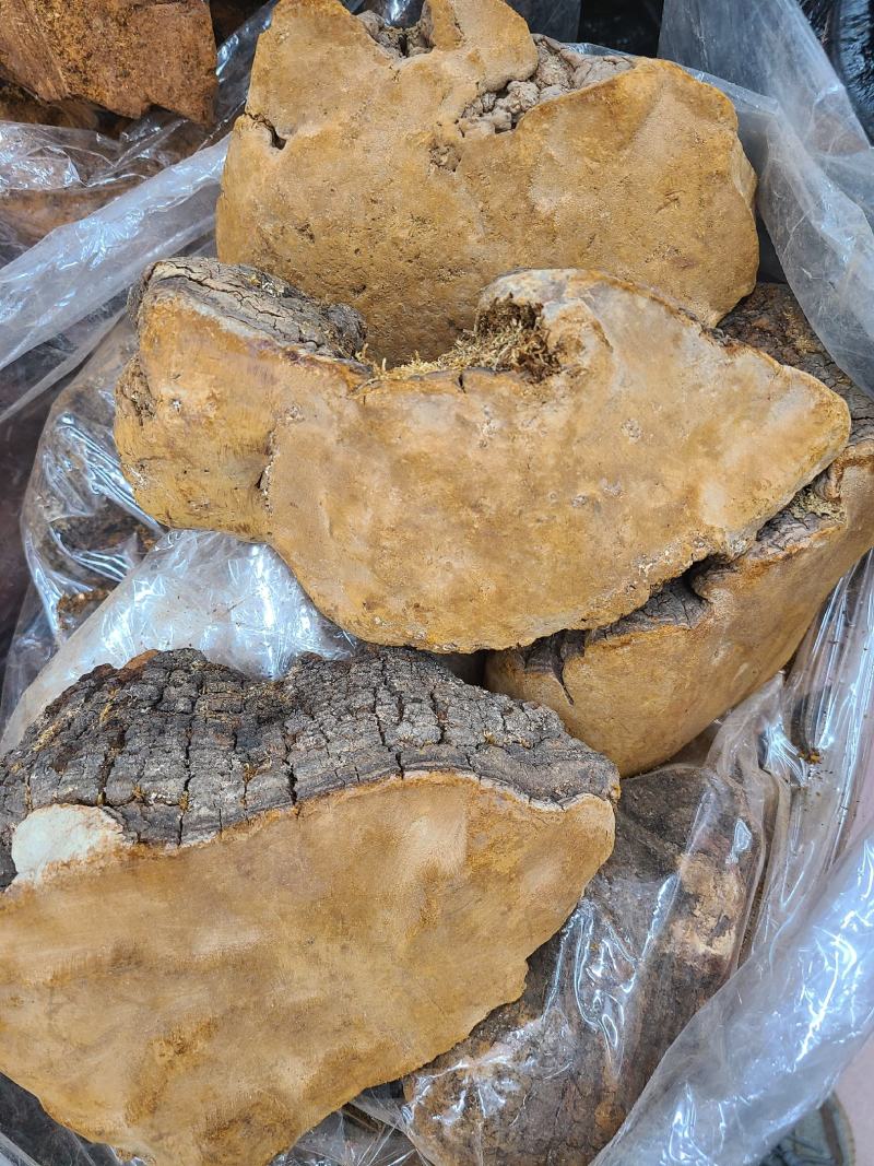桑黄野生桑黄靓货