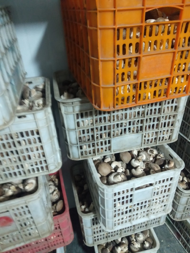 家庭农场。香菇大棚。新鲜香菇。