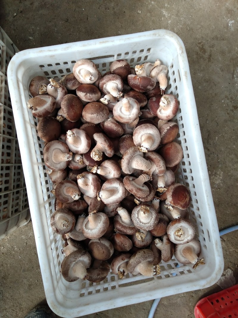 家庭农场。香菇大棚。新鲜香菇。