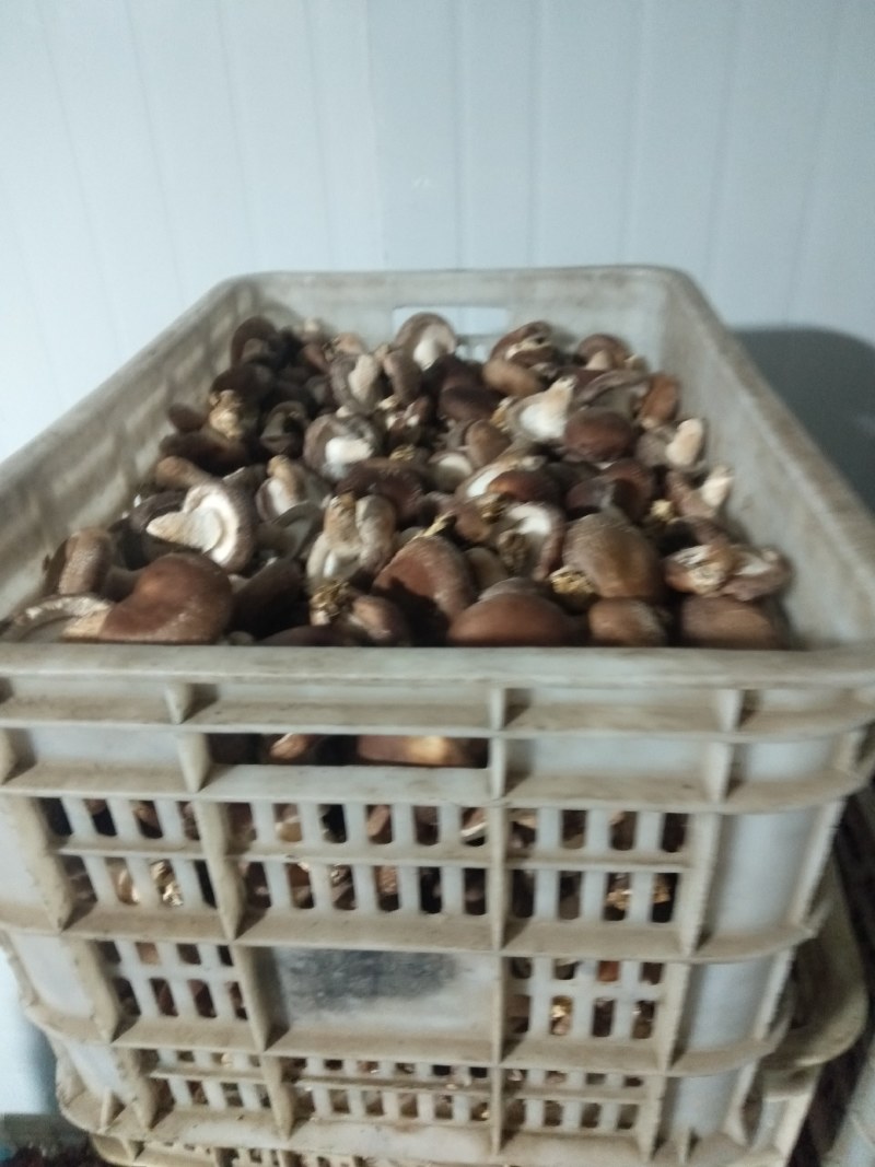 家庭农场。香菇大棚。新鲜香菇。